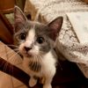 tiger_cat66