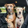 deciccos.with.dogs