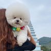 dog_cute2k