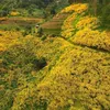 minhsang.huynh