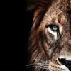 wildsworldanimals