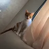nunikabb