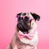doggydaze5