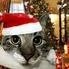 happychristmascats