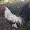 sebas68145