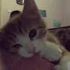 tlinhwithlove