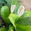 adeliacitra123