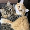 meowtelev