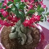 hungdinh50685