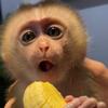 Monkey Baby 🙈🐵