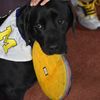 victorthefrisbeedog