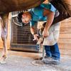 Equine Hoof Care