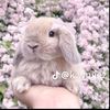 doni_43210