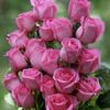 nikocado6688iir