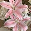 cherry_99j