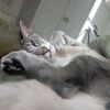 maffcat0