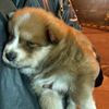 claudia_dog