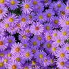 sithuaries