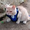milokukucing