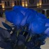 blue_rose