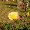 user29308465328625koaung