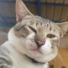 pawrent_cats