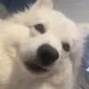 danishanimails10