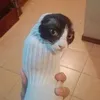diekatze_indersocke