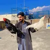 somiaseel46