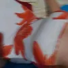 isaahzzzk