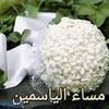 user17110357881124