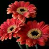 .basari