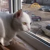 kuzea_lovcheek
