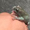 gabelovesfrogs