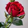 ruma.begum98
