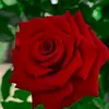 güzel sayfam 🍀🌹