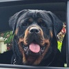 Lexi the Rottweiler