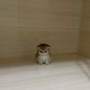 4776_triko_cat