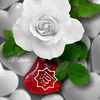haider953374