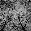 crussytreebark