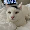 kitkattran0