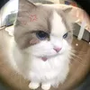 ngochananh5