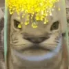 dauquynhluu1