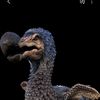 acoustic_burd