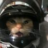 luppcatt_