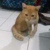 pemcari.cuan