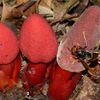 vuonuomcaygiongbaoviet