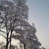 reza.dabegh