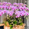 yenngoclinh2408