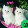 tinu07255